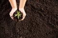 Child hands holding and caring a young green plant, Seedlings are growing from abundant soil, planting trees, Royalty Free Stock Photo