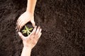 Child hands holding and caring a young green plant, Seedlings are growing from abundant soil, planting trees, Royalty Free Stock Photo