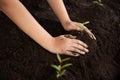 Child hands holding and caring a young green plant, Seedlings are growing from abundant soil, planting trees Royalty Free Stock Photo