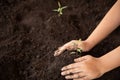 Child hands holding and caring a young green plant, Seedlings are growing from abundant soil, planting trees Royalty Free Stock Photo