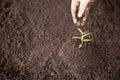 Child hands holding and caring a young green plant, Seedlings are growing from abundant soil, planting trees, Royalty Free Stock Photo