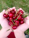 Child hands holding cherries in a heart shape Royalty Free Stock Photo