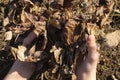 child hands holding dead leaves for precious life and gardening Royalty Free Stock Photo