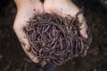 Child hands holding Fertile soil Royalty Free Stock Photo