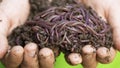 Child hands holding Fertile soil and earthworms on white background Royalty Free Stock Photo