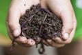 Child hands holding Fertile soil and earthworms on white background Royalty Free Stock Photo