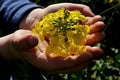 Child hands holding flower of rapeseed (brassica napus) on field. Royalty Free Stock Photo