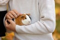 Child hands, holding guinea pig outdoors Royalty Free Stock Photo