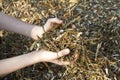 child hands holding organic shredded bark, wood for organic mulch