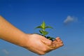 Child hands holding plant Royalty Free Stock Photo