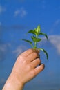 Child hands holding plant Royalty Free Stock Photo