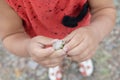 Child hands holding plant flower bud of steppe. young naturalist in nature exploring flora Royalty Free Stock Photo