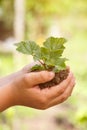 Child hands holding plant new life concept nature living garden copyspace small tree Royalty Free Stock Photo