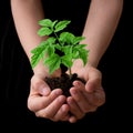 Child hands holding soil heap with tomato seedling. Gardening and environmental protection Royalty Free Stock Photo