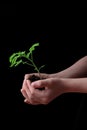 Child hands holding soil heap with tomato seedling. Gardening concept Royalty Free Stock Photo