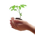 Child hands holding soil heap with tomato seedling isolated on white. Royalty Free Stock Photo