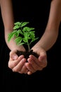 Child hands holding soil heap with tomato seedling. Royalty Free Stock Photo