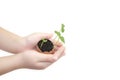 Child hands holding a sprout in egg with soil isolated on white background. Growing sprout is a beginning of new life. Small child Royalty Free Stock Photo