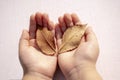 Child hands holding two autumn leaves Royalty Free Stock Photo