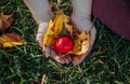 Child hands palms holding small red ripe apple with autumn yellow leaves Royalty Free Stock Photo