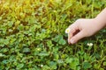 Child hands picked small daisy flowers. Nature background with copy space. Healthy childhood concept. Royalty Free Stock Photo