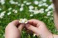 Child hands plaing with white daisy flowers on a clover field. C Royalty Free Stock Photo