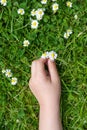 Child hands plaing with white daisy flowers on a clover field. C Royalty Free Stock Photo