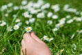 Child hands plaing with white daisy flowers on a clover field. C Royalty Free Stock Photo