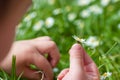 Child hands plaing with white daisy flowers on a clover field. C Royalty Free Stock Photo