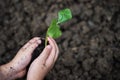 Child hands plant tree on dirt Royalty Free Stock Photo