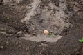 Child hands planting potato tubers into the soil Royalty Free Stock Photo