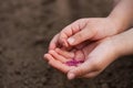 Child Hands With Seeds Radish In Spring Garden. Royalty Free Stock Photo