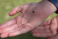 Child hands with a small ladybug on a palm of a hand Royalty Free Stock Photo