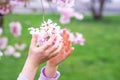 Child hands touching branch of pink blossoming fruit tree. Close up of spring cherry twig in a hand. Royalty Free Stock Photo