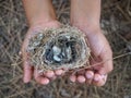 child hands with wild bird nest Royalty Free Stock Photo