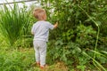 Child harvesting berries in garden from bush Royalty Free Stock Photo