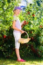 Child harvesting berries in garden from bush Royalty Free Stock Photo