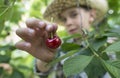 Child harvesting Morello Cherries Royalty Free Stock Photo