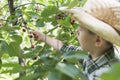 Child harvesting Morello Cherries Royalty Free Stock Photo