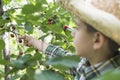 Child harvesting Morello Cherries Royalty Free Stock Photo