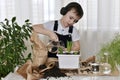 The child in the headphones in planting the flowers of hyacinths, pours water from the jug, water pours with jet Royalty Free Stock Photo