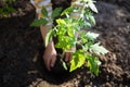 Child helps to plant seedlings in the garden on a bright sunny day. Earth day Royalty Free Stock Photo