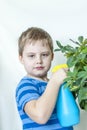 The child helps to take care of indoor plants. The boy sprays on the leaves with a bullet gun. Care of plants.