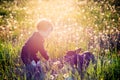 Child and his dog in white dandelion meadow