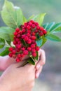 A child in his hand holds a bunch of branches with berries of mature mountain ash_