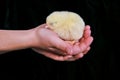 Child Holding Baby Chick