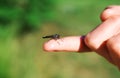 Child holding baby dragonfly