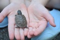 Child Holding Baby Turtle