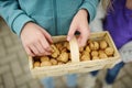 Child holding a basket of fresh walnuts