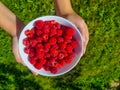 Child is holding bowl of Red fresh raspberries in garden. Bowl with natural ripe organic berries with peduncles, top Royalty Free Stock Photo